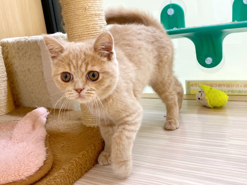 | ブリティッシュショートヘア (17-289) - 高井戸店