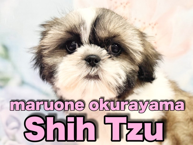 【 シーズー 】仲間入りして2週間！毎日のお手入れで可愛さ更にパワーアップ！