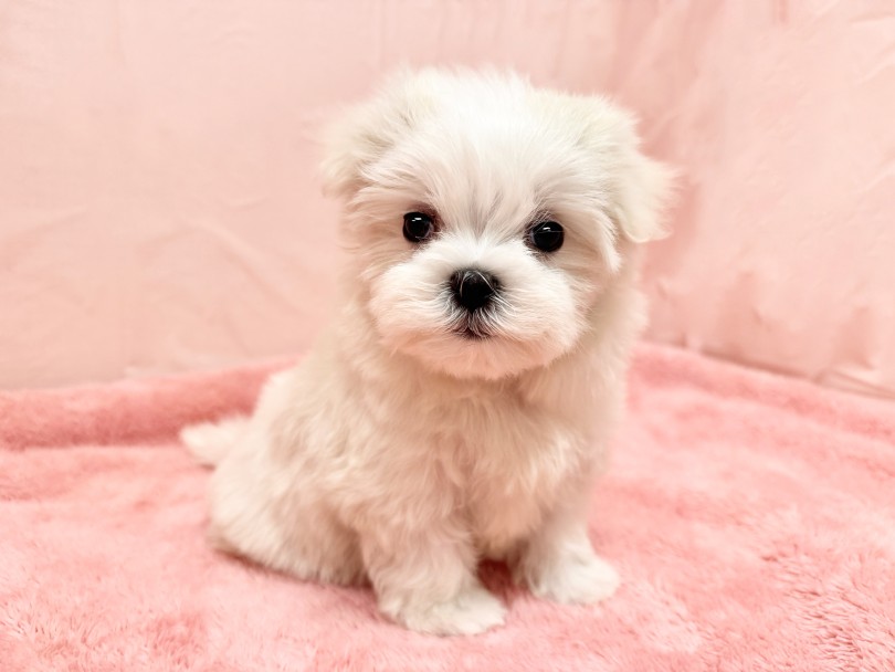 動きも仕草も可愛さ満点♪ | マルチーズ （06&minus;340） - 横浜 大倉山店