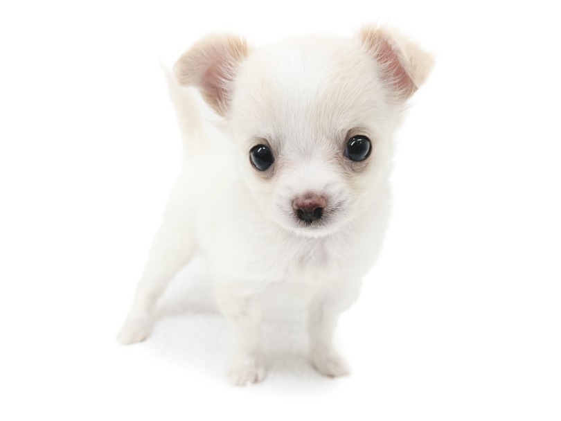 完成されたルックスが可愛すぎる！ | チワワ （18-667） - 横浜 元町店