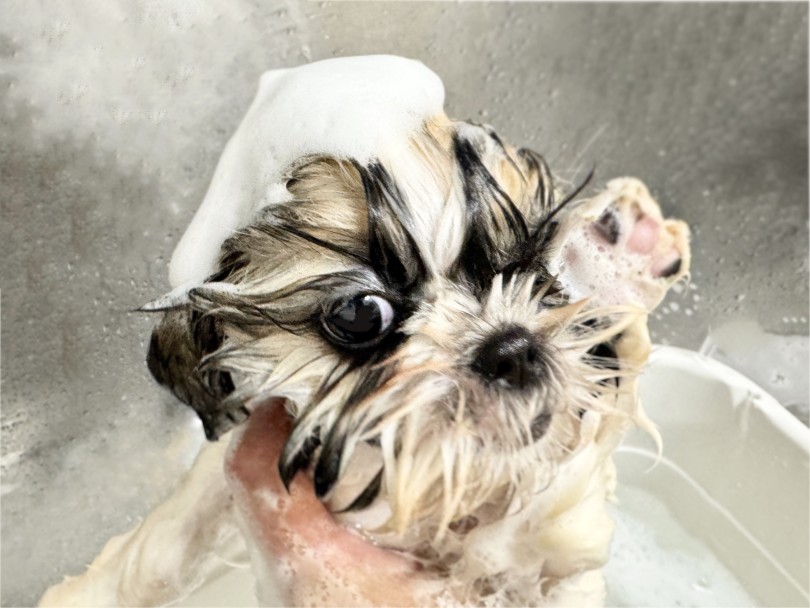 マーブル模様の肉球も可愛いでしょ♡ | シーズー （06-338） - 横浜 大倉山店