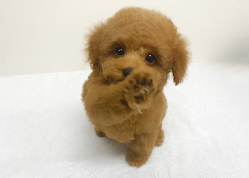 リアルくまちゃんみたいで可愛いでしょ | トイ・プードル （06-342） - 横浜 大倉山店