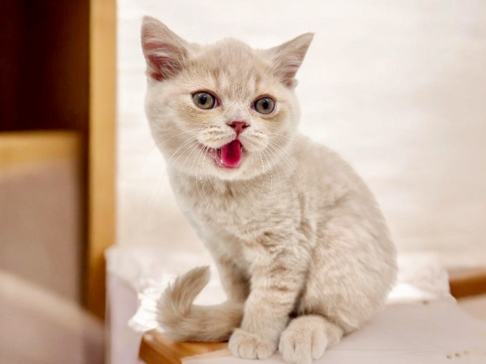 | ブリティッシュショートヘア (17-289) - 高井戸店