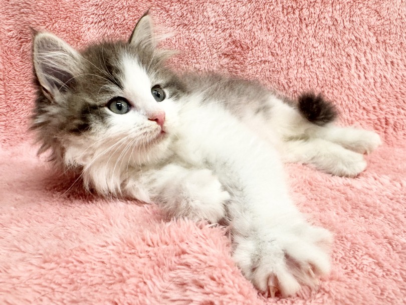 おおらかなで甘えん坊な性格にキュン！ | ノルウェージャンフォレストキャット （06-344） - 横浜 大倉山店