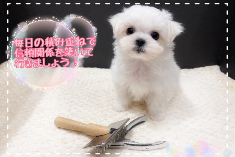 まずは触れ合いながら少しずつ始めよう！ | マルチーズ （21-300） - 鶴ヶ島店