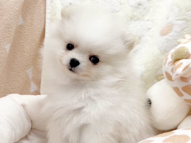 人が大好きで甘えん坊な性格 | ポメラニアン （04-320）- さいたま 武蔵浦和店