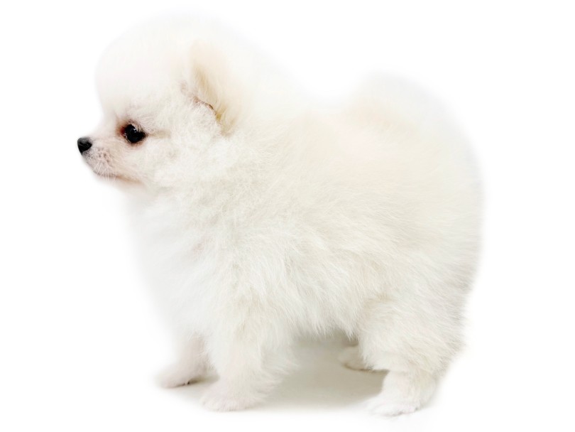 クリームカラーのボリューミーな被毛 | ポメラニアン （04-320）- さいたま 武蔵浦和店