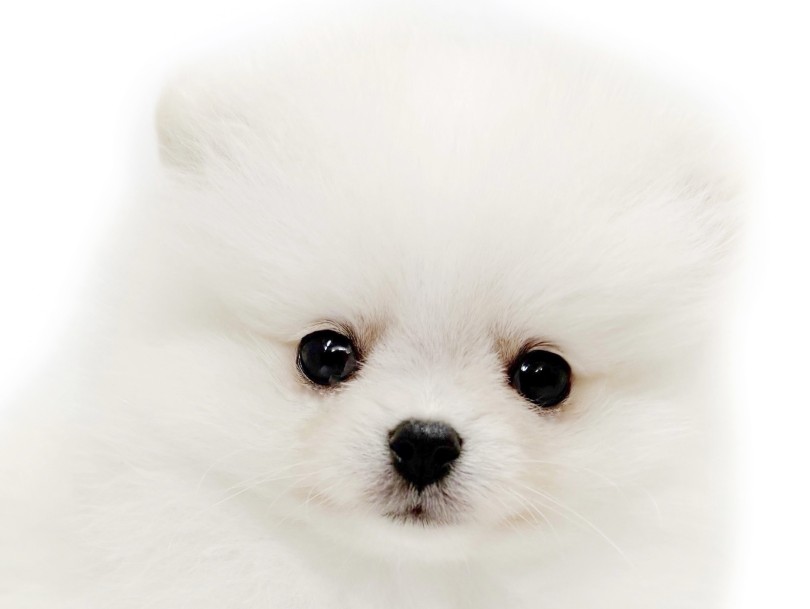 つぶらな瞳が印象的なタヌキ顔 | ポメラニアン （04-320）- さいたま 武蔵浦和店
