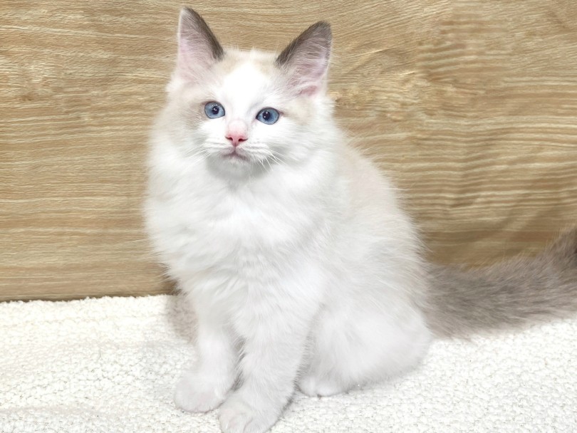 茶色のポイントカラーとゴージャスな被毛 | ラグドール （02-160） - 横浜 白楽店