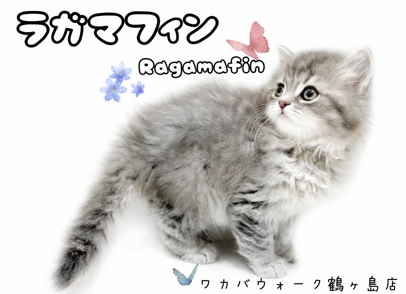 【 ラガマフィン 】ぬいぐるみ級の可愛さ！ふわもこ癒し系の女の子