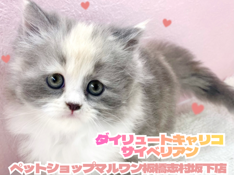 【 サイベリアン 】希少カラーリングのサイベリアンちゃんが志村坂下店に仲間入り！