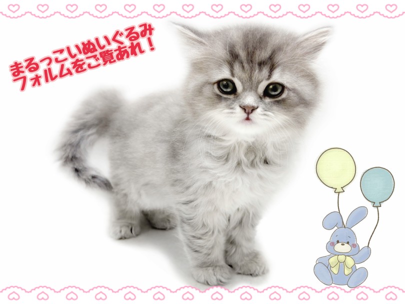 ぬいぐるみのような見た目♡ | ラガマフィン （21&minus;314） - 鶴ヶ島店