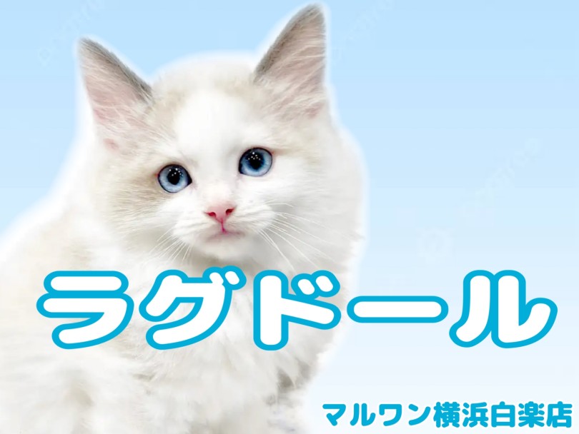 【 ラグドール 】ぬいぐるみみたい！初心者にもおすすめの女の子