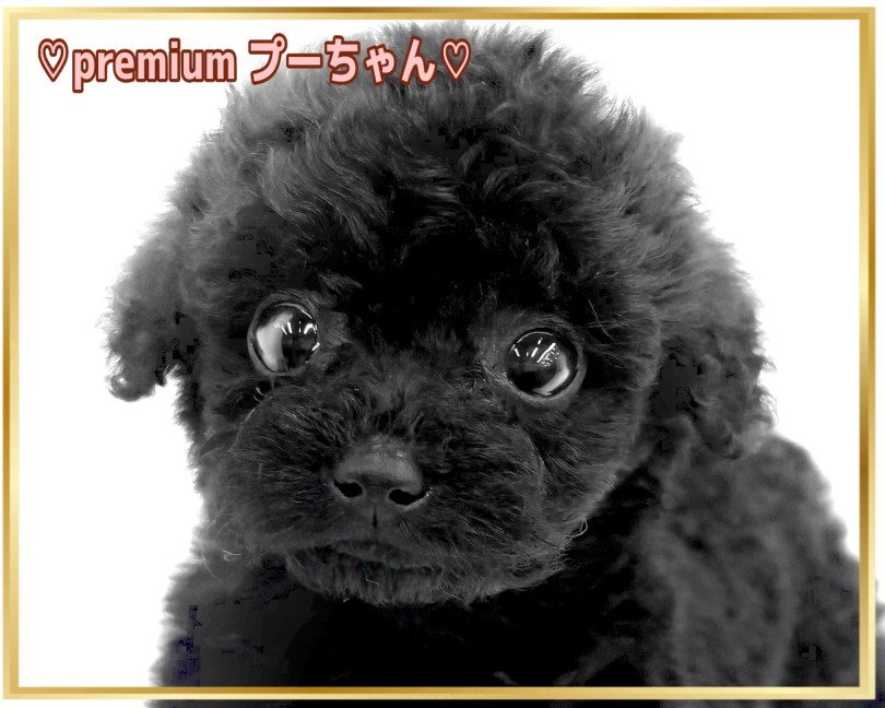 美しく大きな目とマズルが短く可愛らしい | トイプードル （14-243） - 城山店