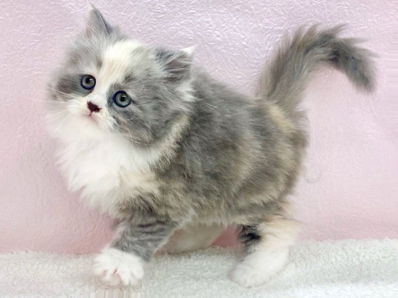 特徴的なカラー ダイリュートキャリコ | サイベリアン （09-358） - 板橋 志村坂下店