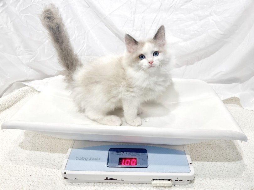 3月11日時点での体重は1kg | ラグドール （02-160） - 横浜 白楽店