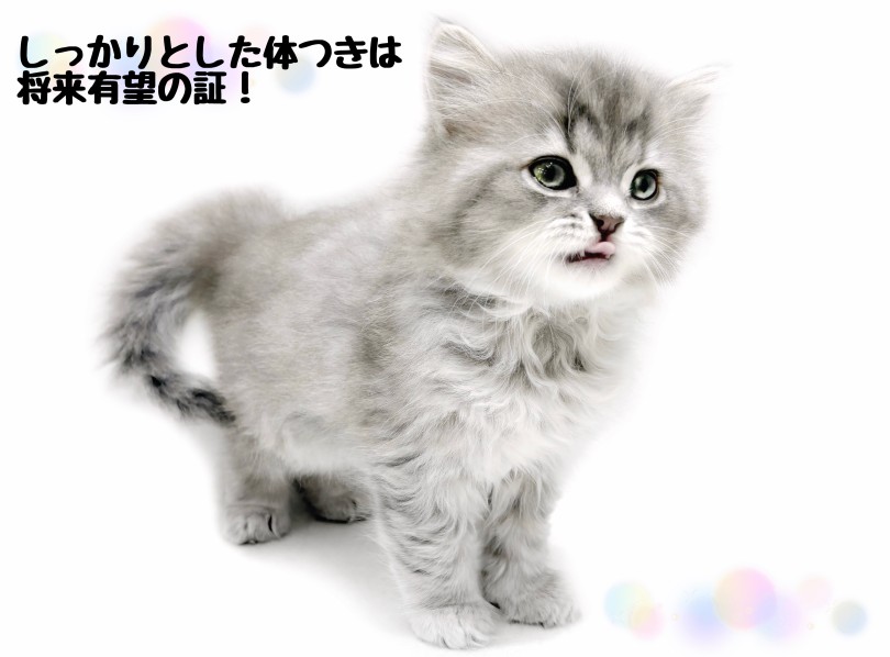 将来が楽しみな美しい被毛と体つき | ラガマフィン （21&minus;314） - 鶴ヶ島店