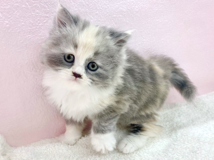 愛嬌ある丸顔フェイス | サイベリアン （09-358） - 板橋 志村坂下店