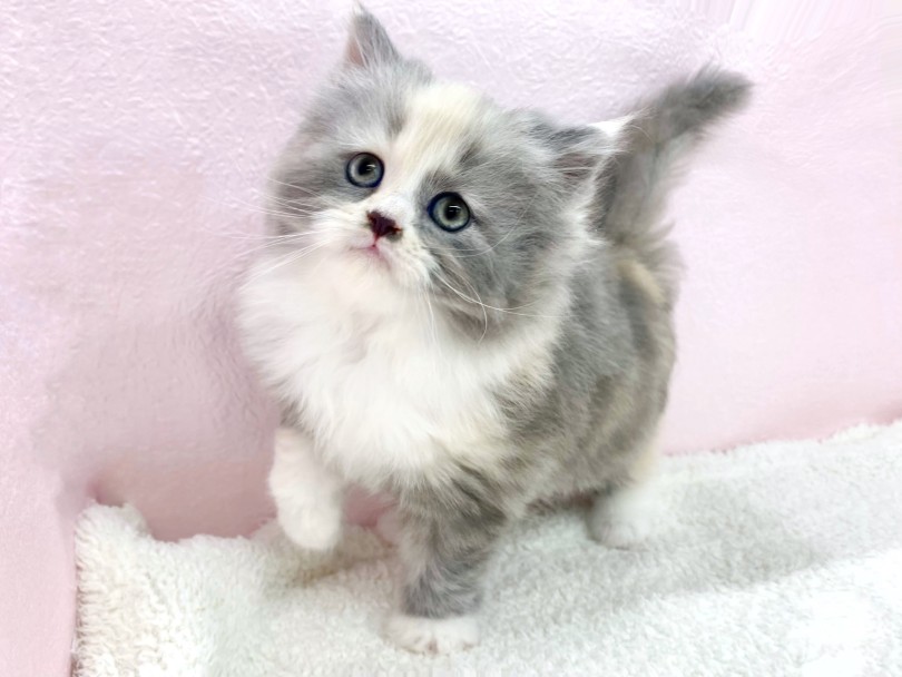 初めての人にも甘えん坊で従順な性格 | サイベリアン （09-358） - 板橋 志村坂下店