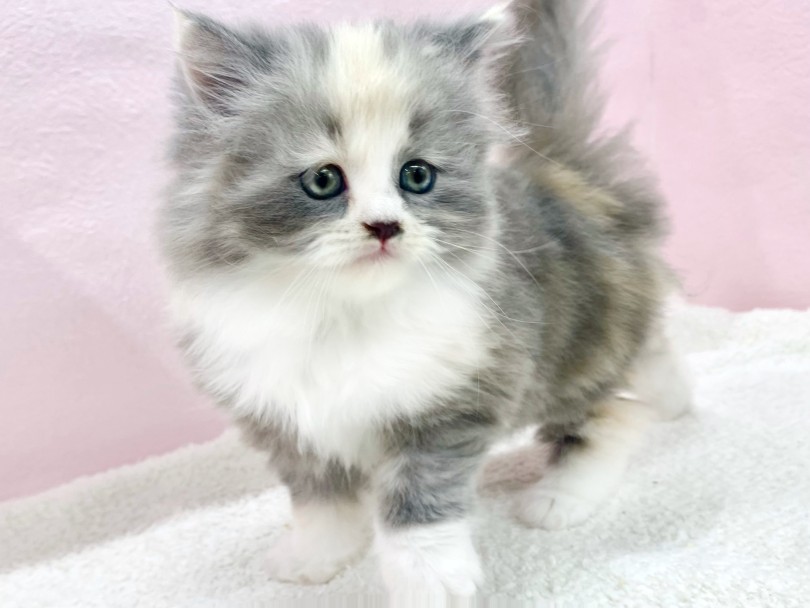 特別なサイベリアンちゃんに会いに来てください！ | サイベリアン （09-358） - 板橋 志村坂下店