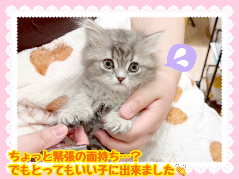 おうちでも爪切りが出来るようにサポート致します | ラガマフィン （21&minus;314） - 鶴ヶ島店