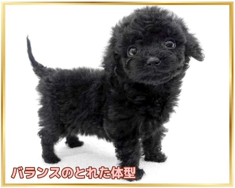 美しい体型と自慢の黒毛 | トイプードル （14-243） - 城山店