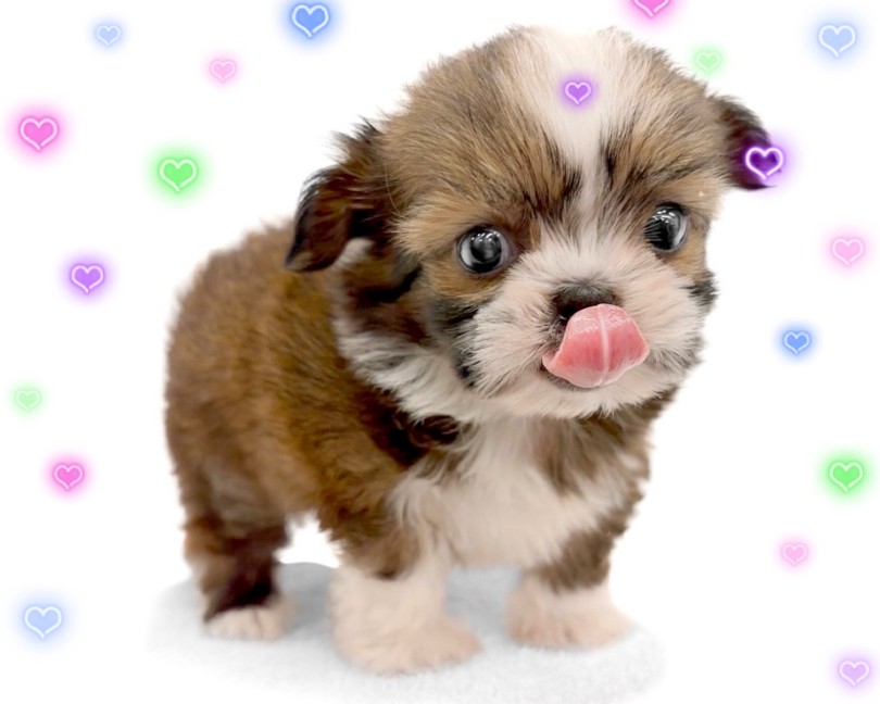 この子と癒しの生活を始めてみませんか？ | MIX犬 チワズー （14-257） - 城山店