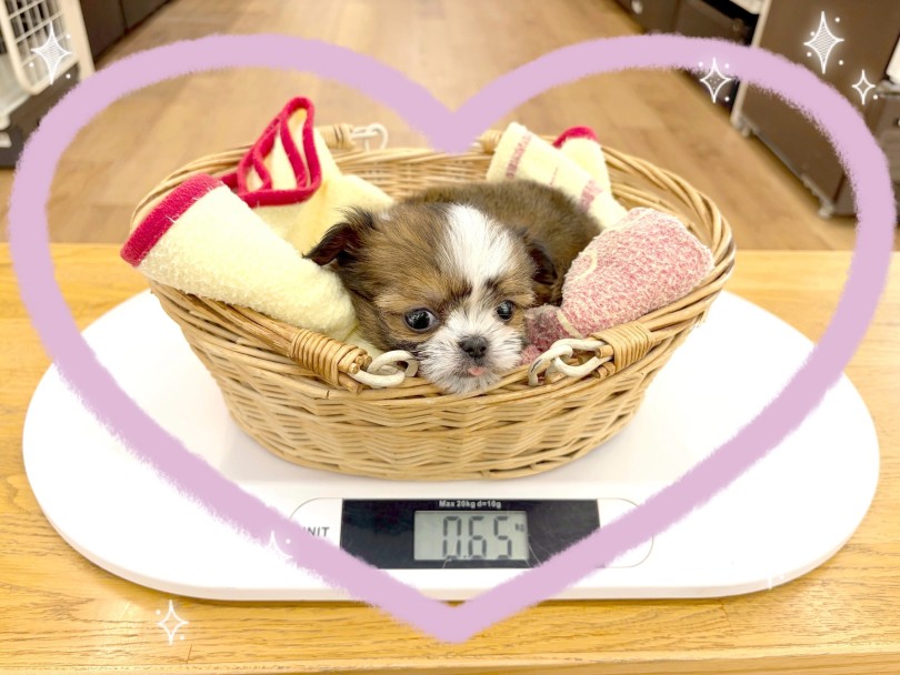 >生後2ヶ月の現在の体重は650g | MIX犬 チワズー （14-257） - 城山店