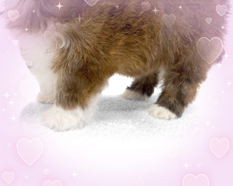 ホワイトソックスを履いているよう | MIX犬 チワズー （14-257） - 城山店