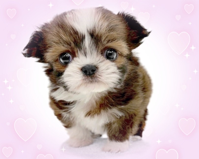 癒し系の可愛いお顔 | MIX犬 チワズー （14-257） - 城山店