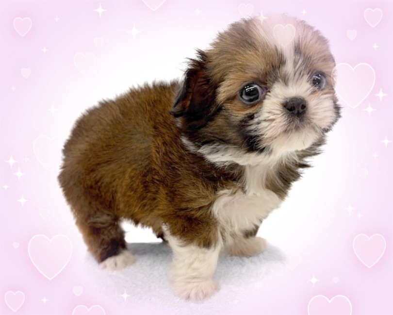 カラーリングはママのシーズーちゃん似 | MIX犬 チワズー （14-257） - 城山店