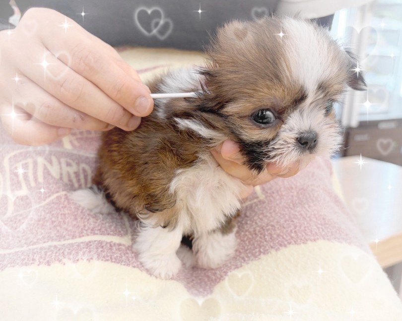 耳掃除中もいい子で楽ちん | MIX犬 チワズー （14-257） - 城山店