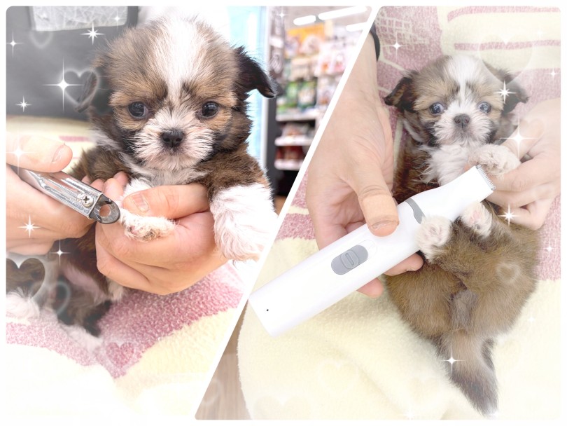 爪切り中の様子も超脱力！ | MIX犬 チワズー （14-257） - 城山店