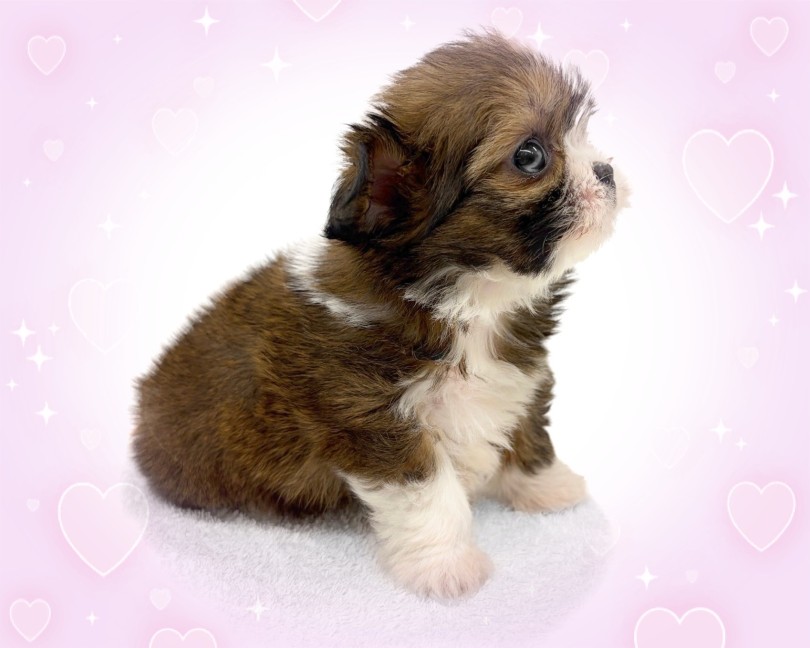 マズルの短さはパパ譲り | MIX犬 チワズー （14-257） - 城山店