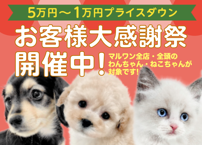 【 お客様大感謝祭 】ペットを迎える絶好のチャンス到来!マルワンからプレゼント企画!