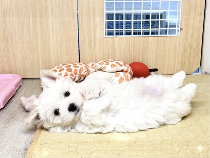抱っこするだけで癒しの効果が期待できます | マルチーズ (03-273) - 横浜 港北ニュータウン店
