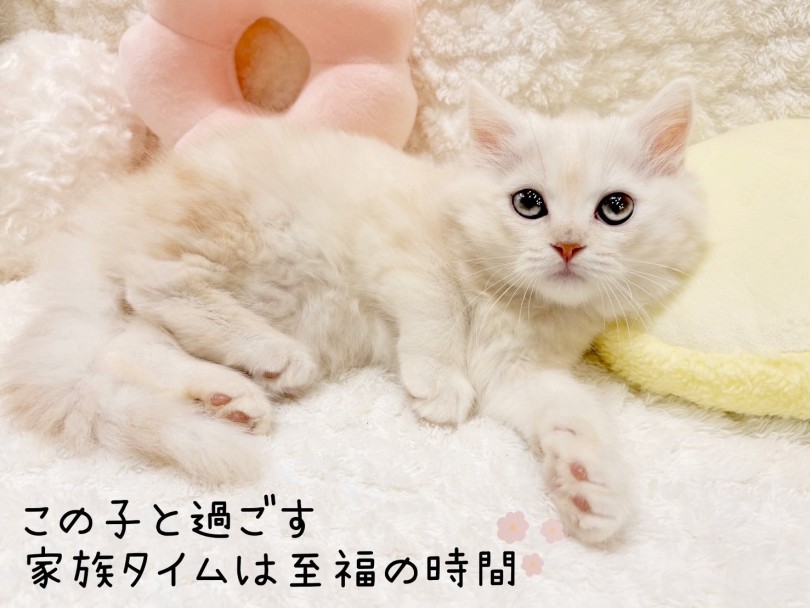 ぜひ実際に会って感じてみてください! | ラガマフィン (21-341) - 鶴ヶ島店