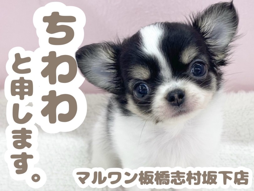 【 チワワ 】牛柄が可愛すぎると話題のチワワちゃんがマルワン志村坂下店に入店！