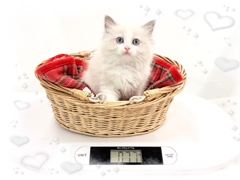 成猫時体重は3.0〜6.0kgと予想 | ラグドール （14-268） - 城山店