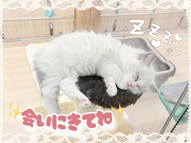 人が大好きで甘えん坊な性格は、初めて猫を飼う方にも大人気 | ラグドール （14-268） - 城山店