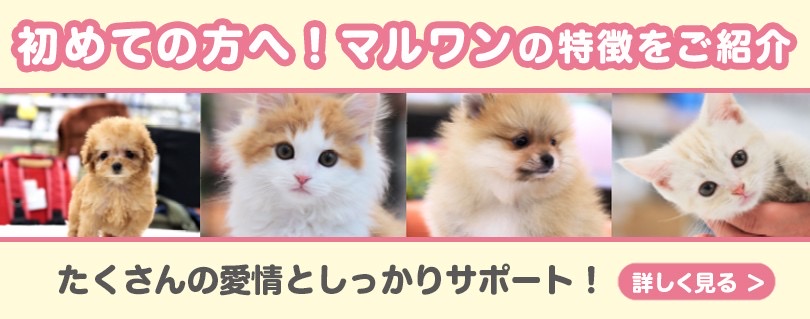 初めての方へ!マルワンってこんなお店