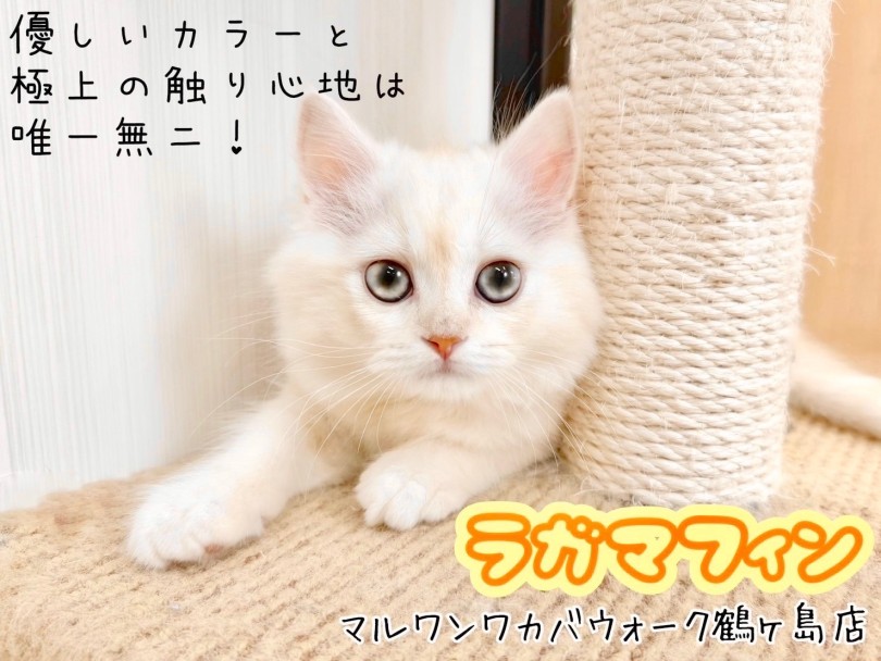 【 ラガマフィン 】極上の触り心地!甘えん坊全開の癒し系ボーイ!