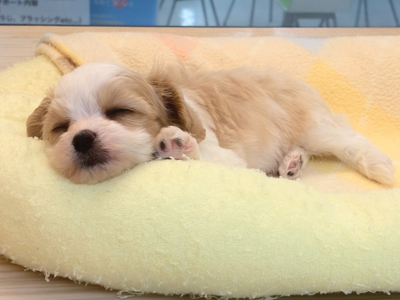 環境馴れ超最速！ | MIX犬 キャバション （16-347） - 横浜 今宿店