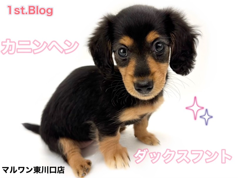 【 カニンヘンダックス 】小さなスター！ブラックタンの美少女が東川口店に来た！