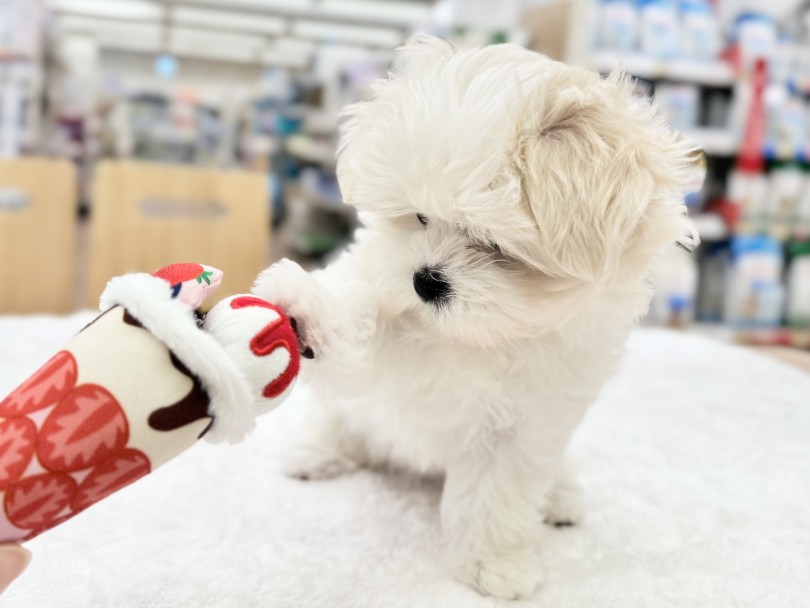 入店時から、緊張なんて無縁の様子 | マルチーズ (03-273) - 横浜 港北ニュータウン店
