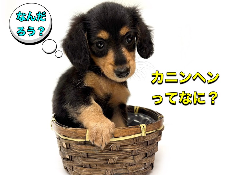 「カニンヘン」ってどんな子？ | カニンヘン・ダックスフント （19-381） - 東川口店