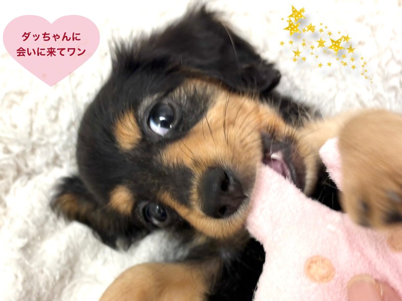初心者さんにも多頭飼いのご家庭にも迎えやすいです | カニンヘン・ダックスフント （19-381） - 東川口店