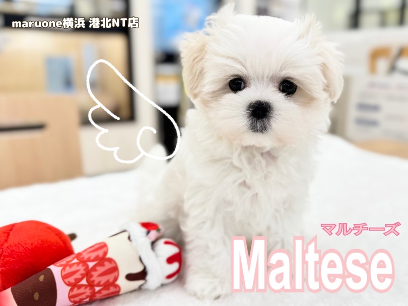 【 マルチーズ 】人懐っこく甘えん坊な白い天使が港北NT店に仲間入り!