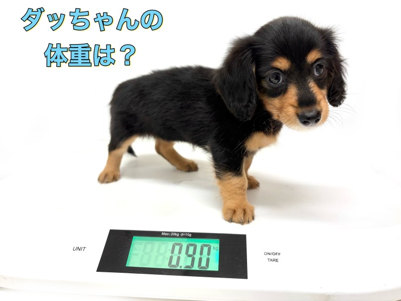 ぎゅっと詰まったコンパクトな体型 | カニンヘン・ダックスフント （19-381） - 東川口店