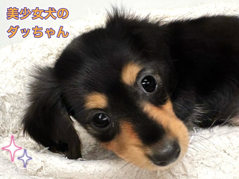 キュートな顔立ち | カニンヘン・ダックスフント （19-381） - 東川口店